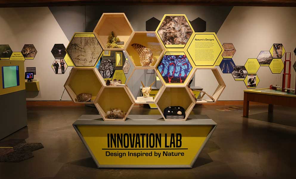 Nature’s Blueprints: Biomimicry in Art and Design | Mid-America Arts ...