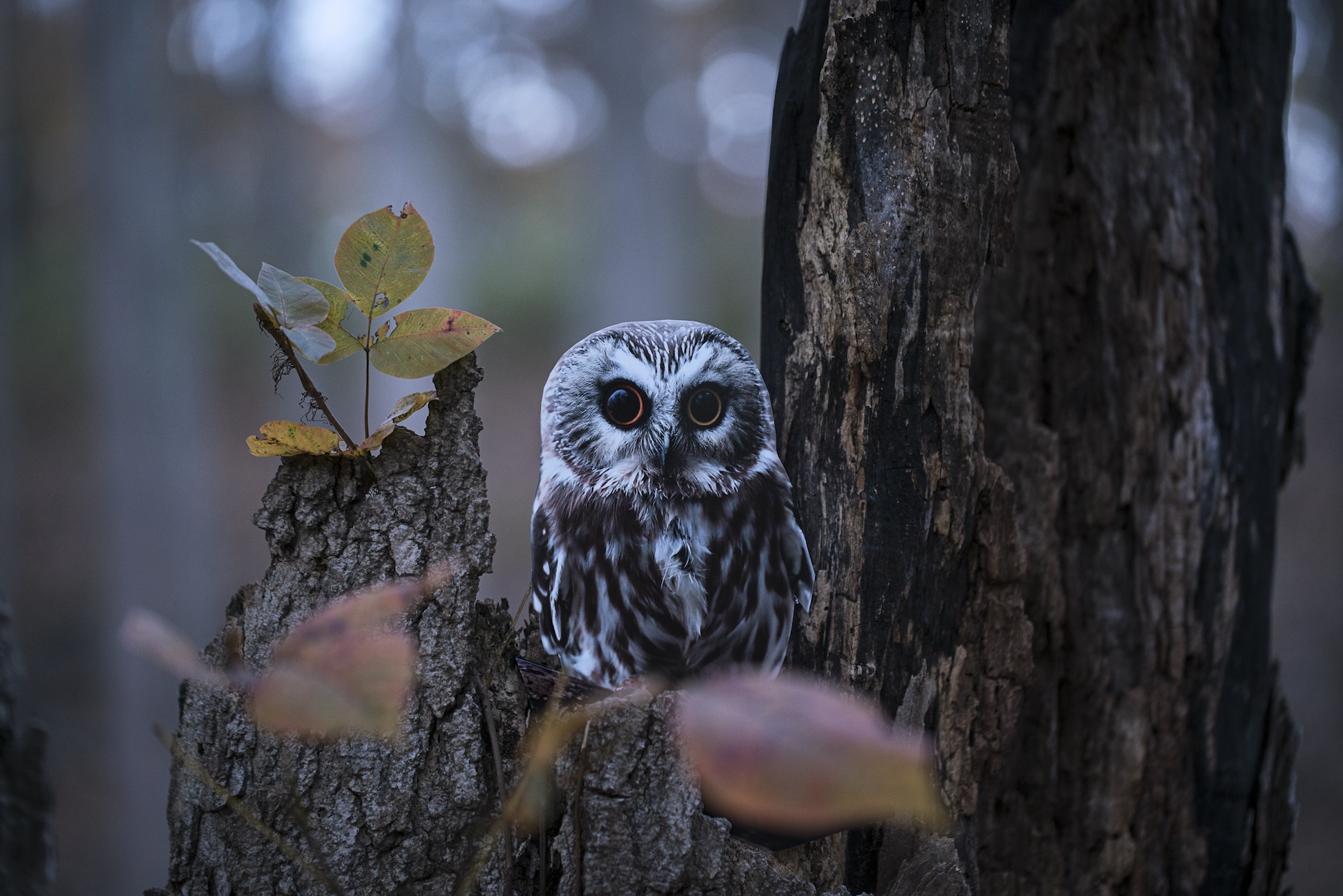 Murmurations_Monastra_Northern Saw Whet Owl