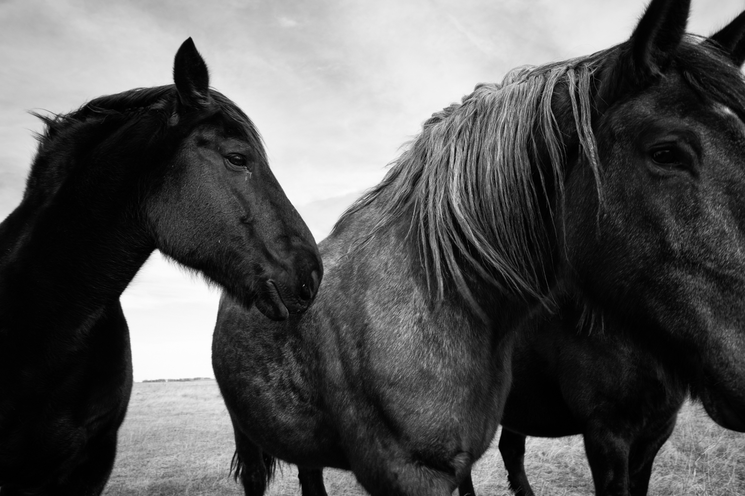 Percheron