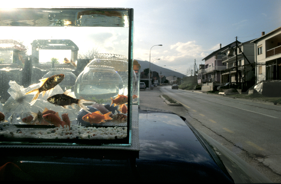 Several tanks of goldfish sit on a roadside display opposite residential homes.