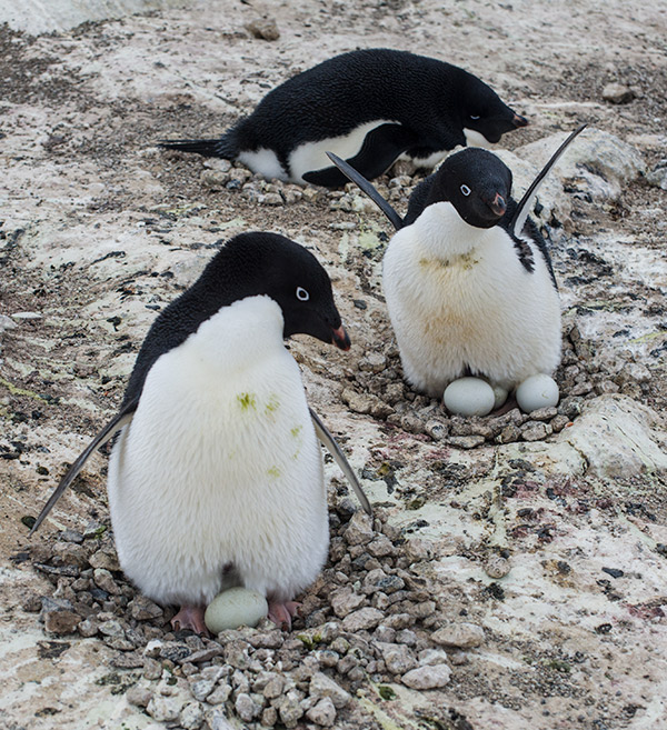 Image from Walking in Antarctica exhibition