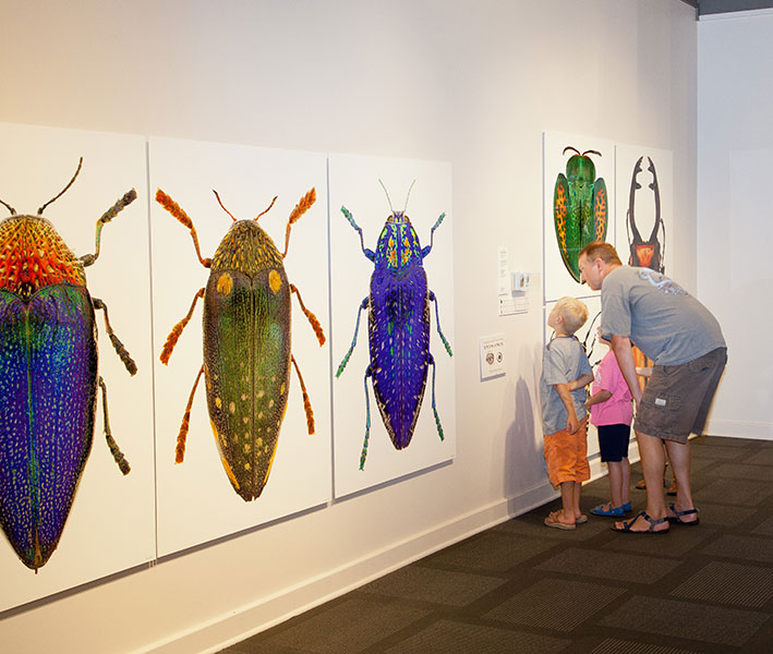 Small Wonders: Insects in Focus
