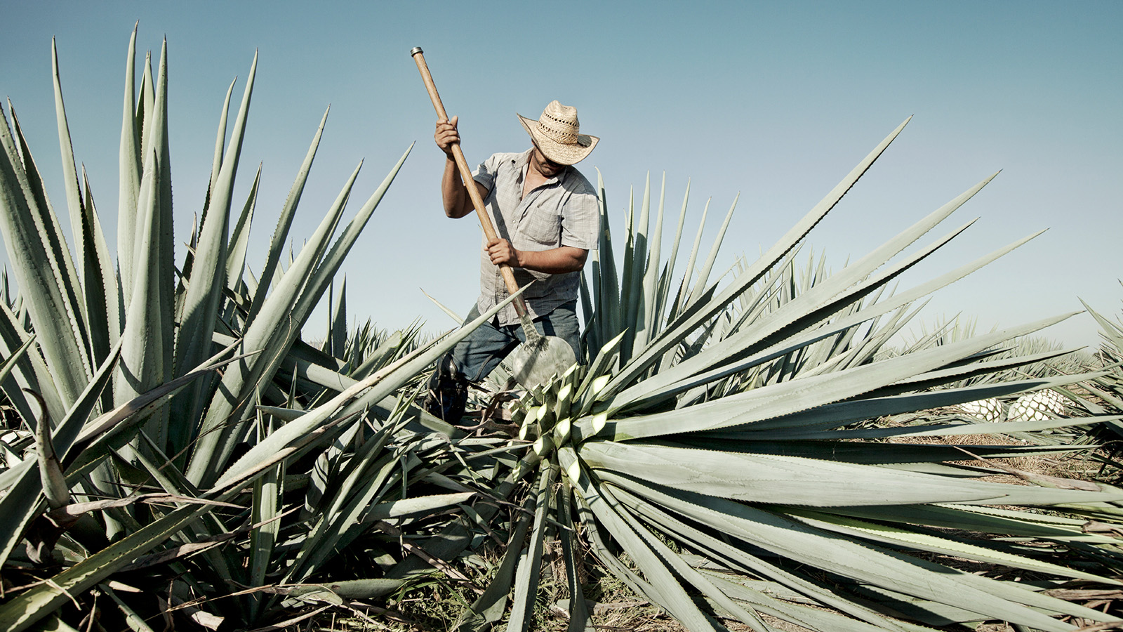 Image from Aliento A Tequila