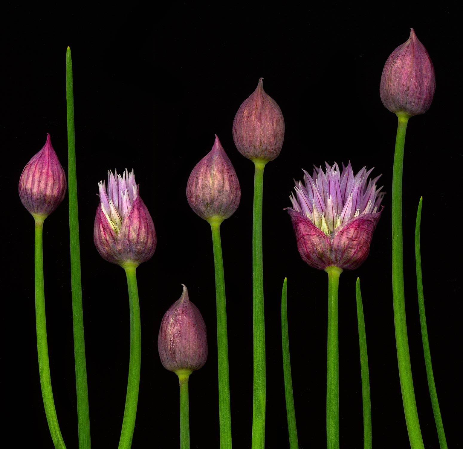 Against a black backdrop, seven purple and maroon chive buds lie in a precise line, two in mid-bloom.