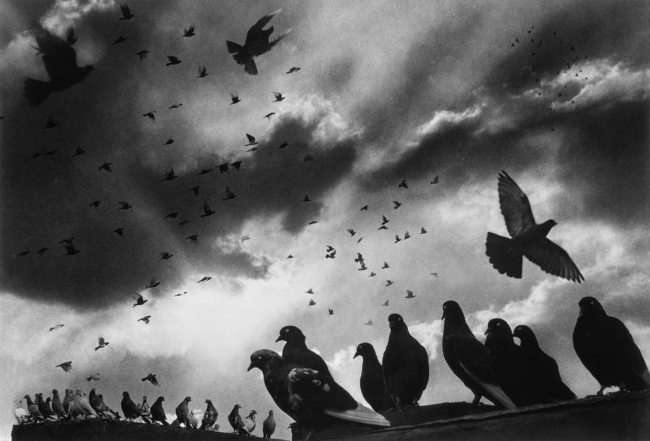 A flock of silhouetted pigeons, some flying and others resting on a ledge, bask in the last rays of the day as they break through the clouds.