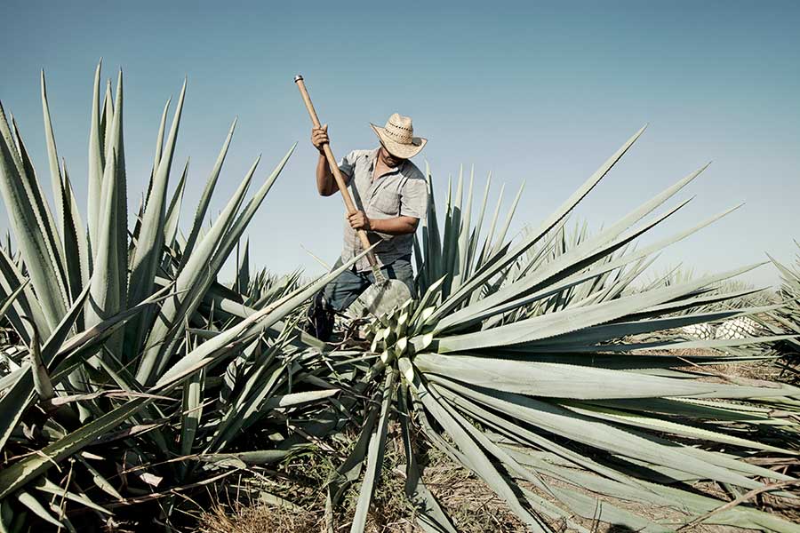 Joel Salcido, Campo Azul, 2012; archival pigment ink photograph printed on German Hahnemühle 100% rag paper; 16 x 24 inches, Courtesy of the artist.