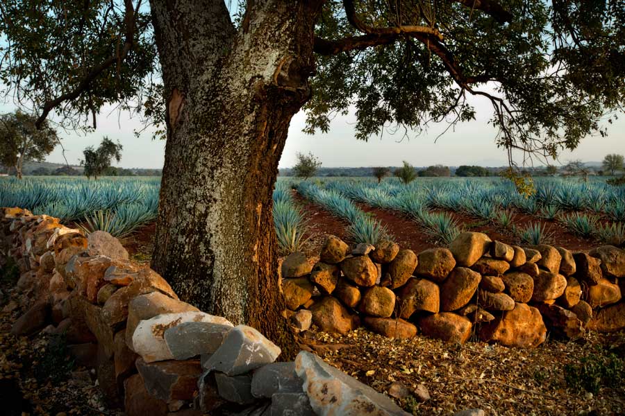 Joel Salcido, Don Julio: Jimador, 2012; archival pigment ink photograph printed on German Hahnemühle 100% rag paper; 16 x 24 inches, Courtesy of the artist.