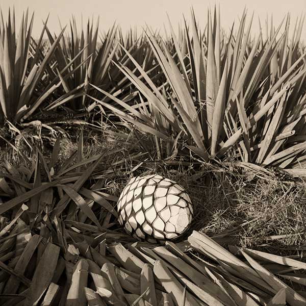 Joel Salcido, Herradura: Tequilero, 2012; archival pigment ink photograph printed on German Hahnemühle 100% rag paper; 16 x 24 inches, Courtesy of the artist.